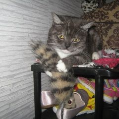 Фото: найдена кошка Скоттиш страйт (шотландская прямоухая) «Найдена кошка молодая киска Верхняя Пышма» в г. Верхняя Пышма